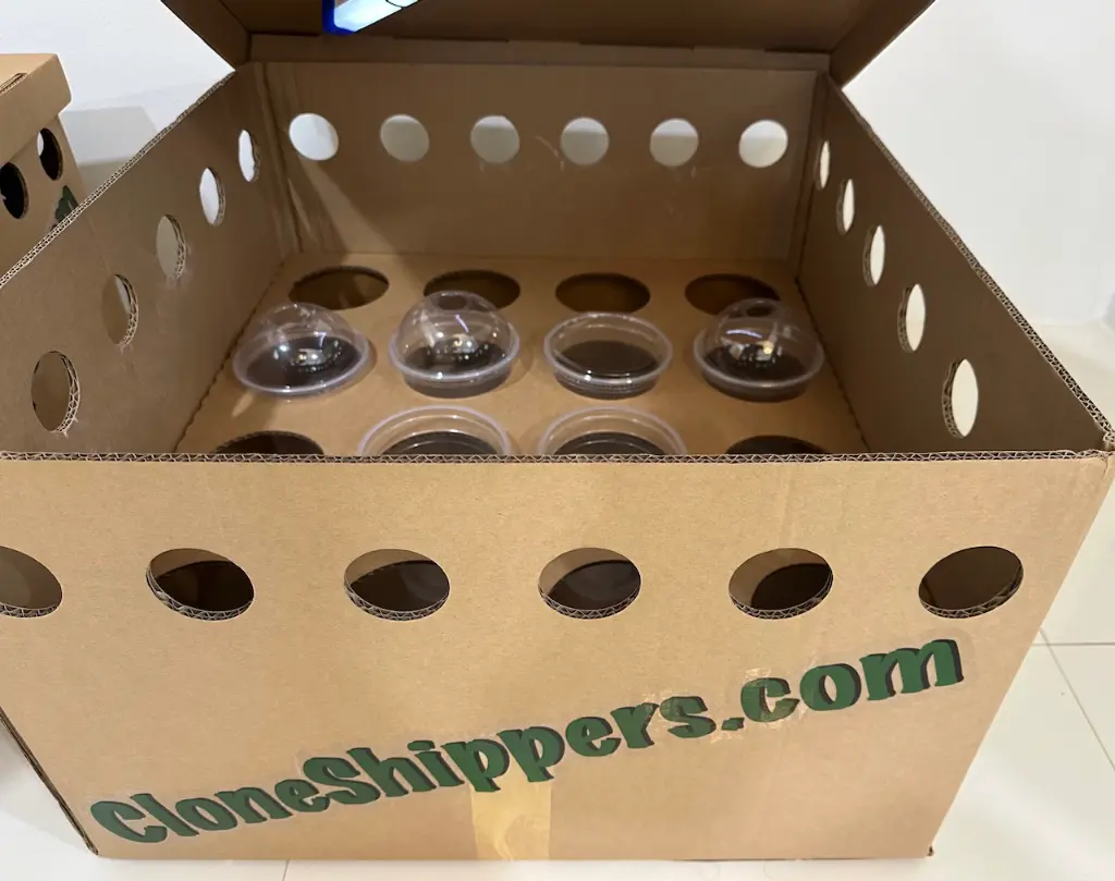 CloneShippers.com_XL_box_0,75L_cup_insert_1.webp